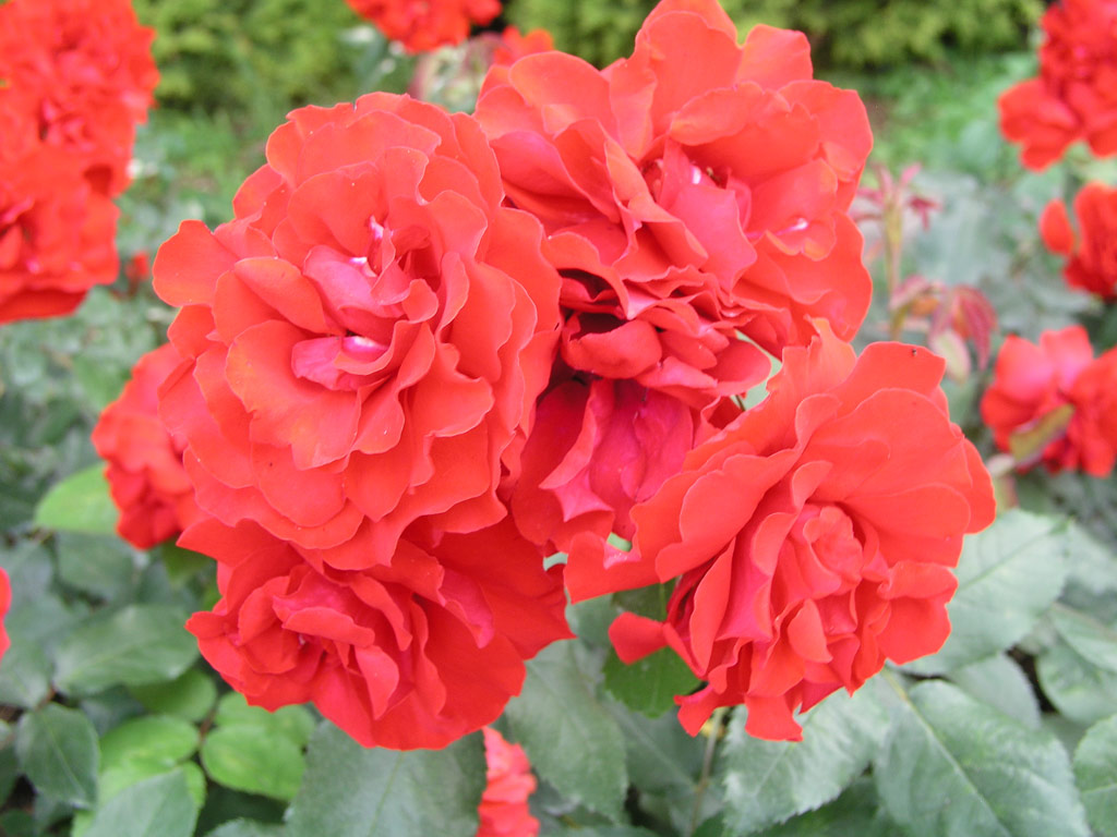 růže Mathias Meilland