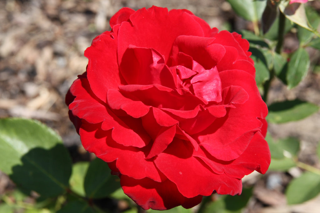 růže Maurice Chevalier