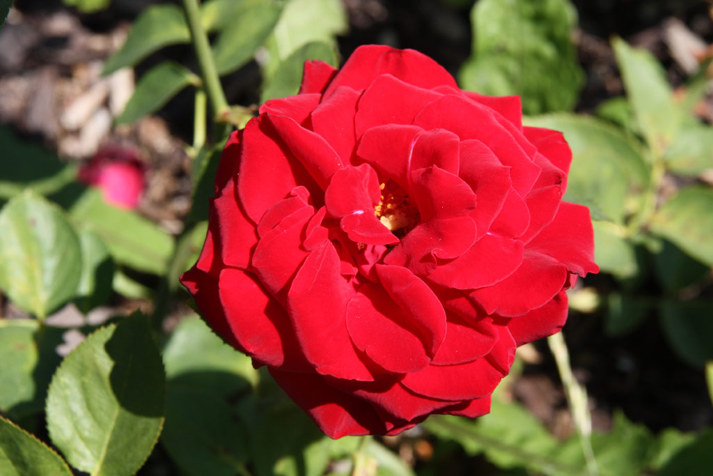 růže Maurice Chevalier