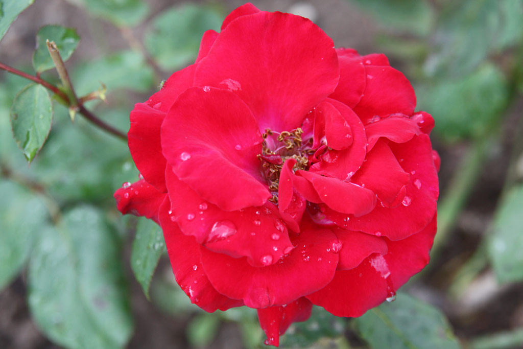 růže Maurice Chevalier