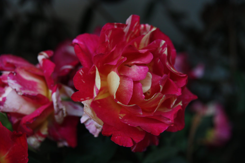 růže Maurice Utrillo