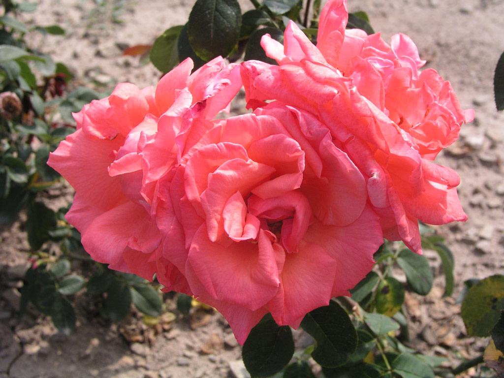 růže Max Schmeling