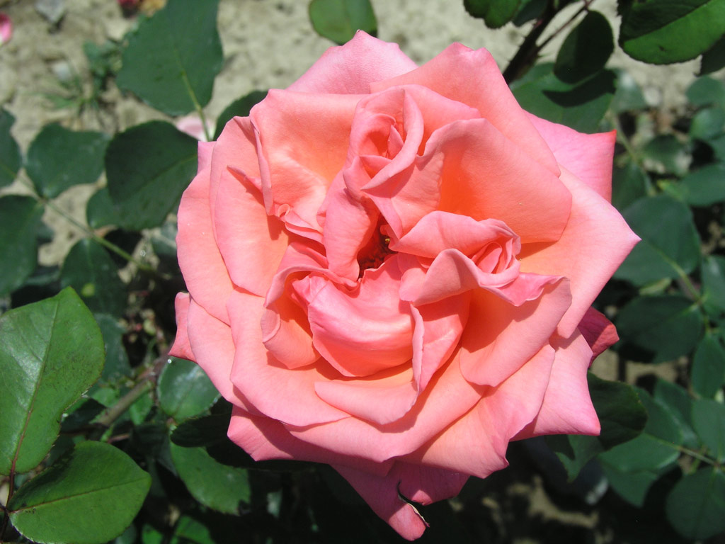 růže Max Schmeling