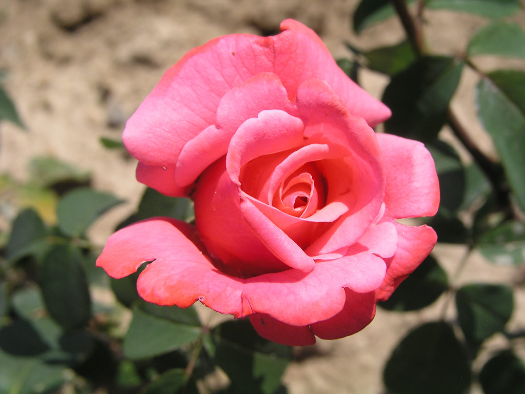 růže Max Schmeling