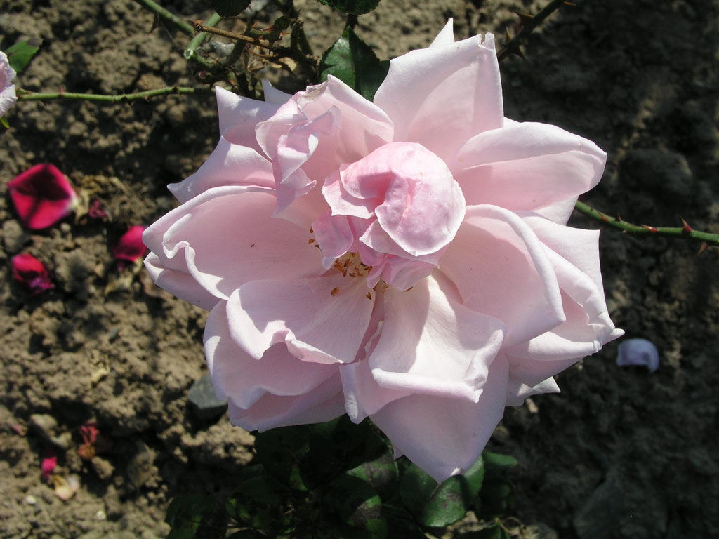 růže Mayor ?erm�k