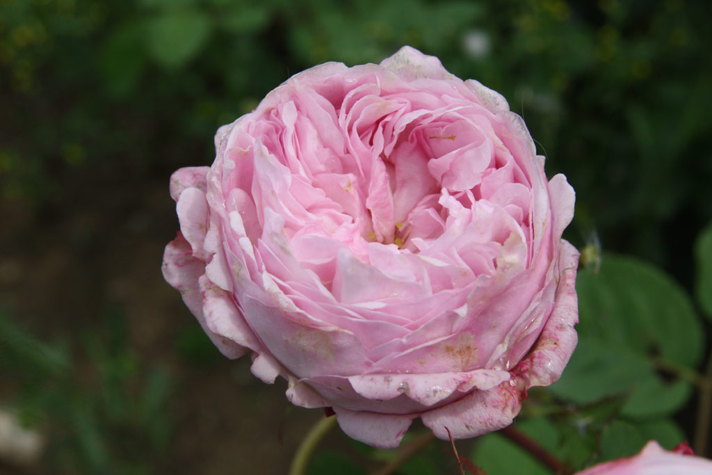 růže Mayor of Casterbridge