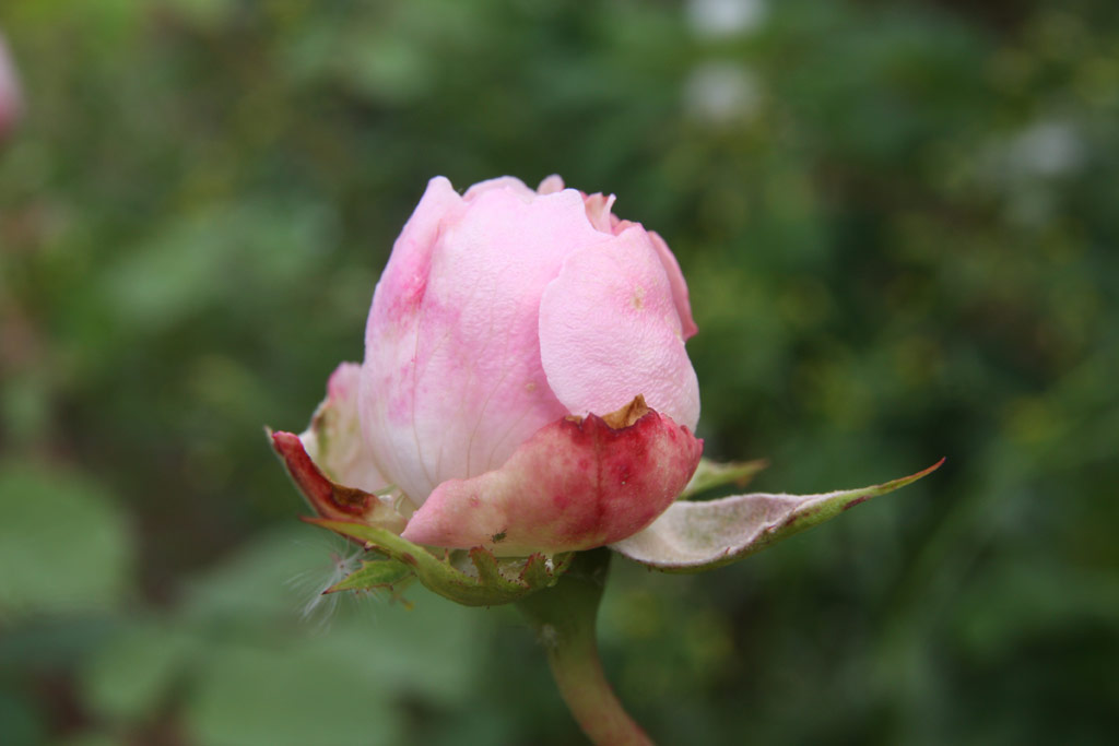 růže Mayor of Casterbridge