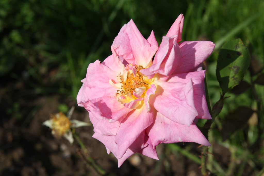 růže Mc Gredys Coral