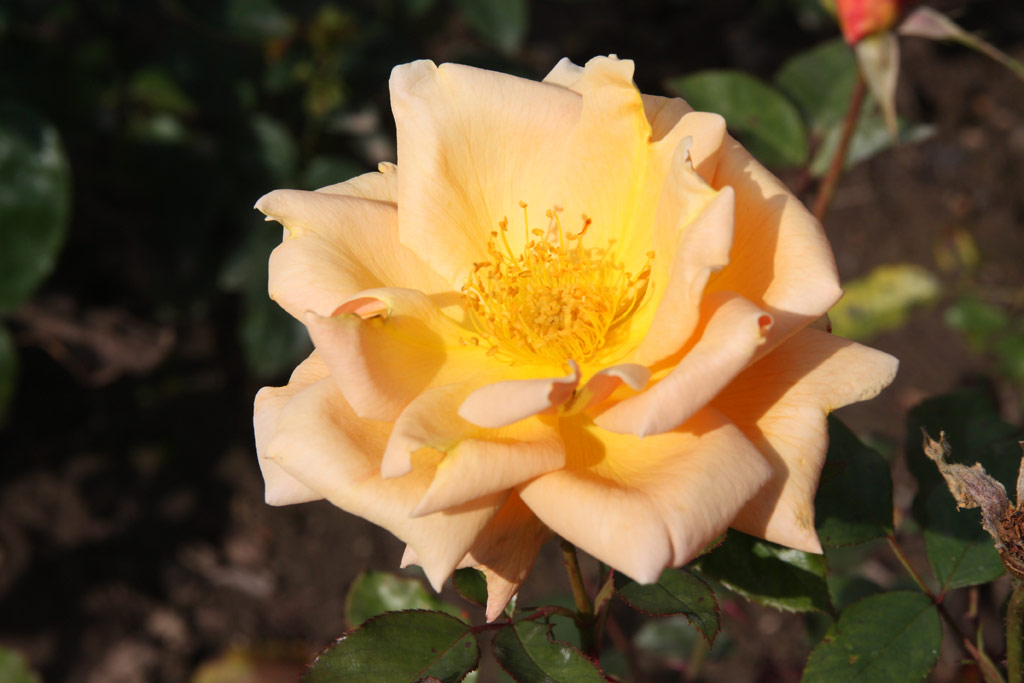 růže Mc Gredys Orange