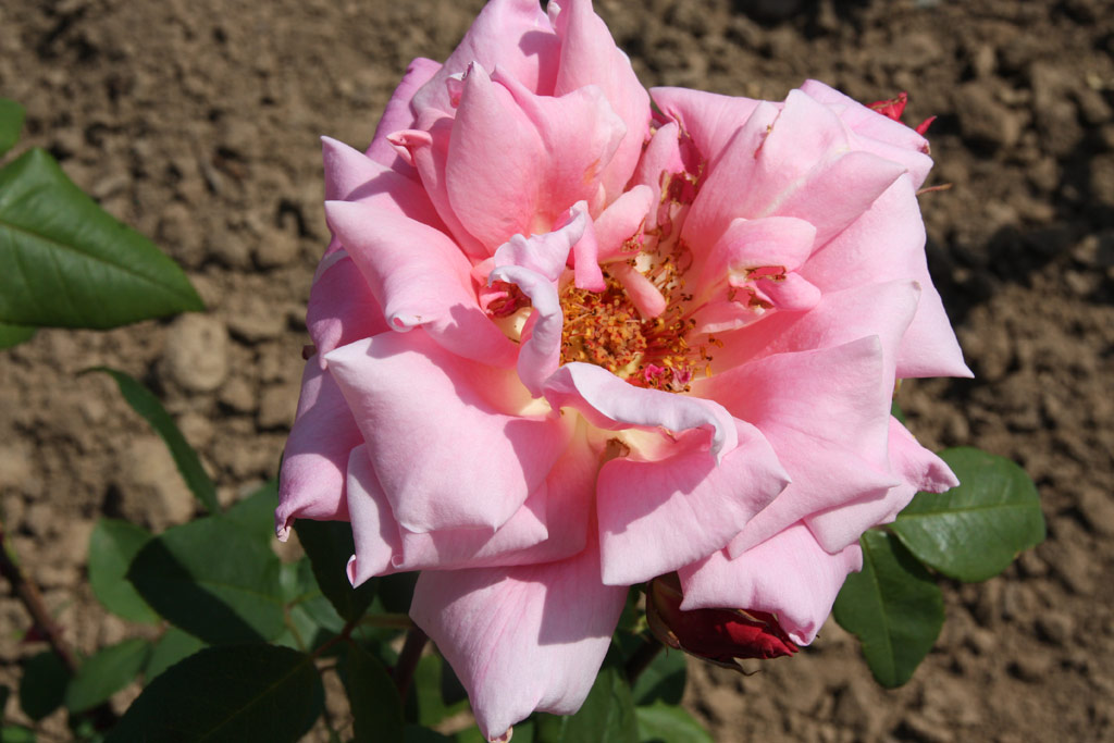 růže Mc Gredy�s Pink