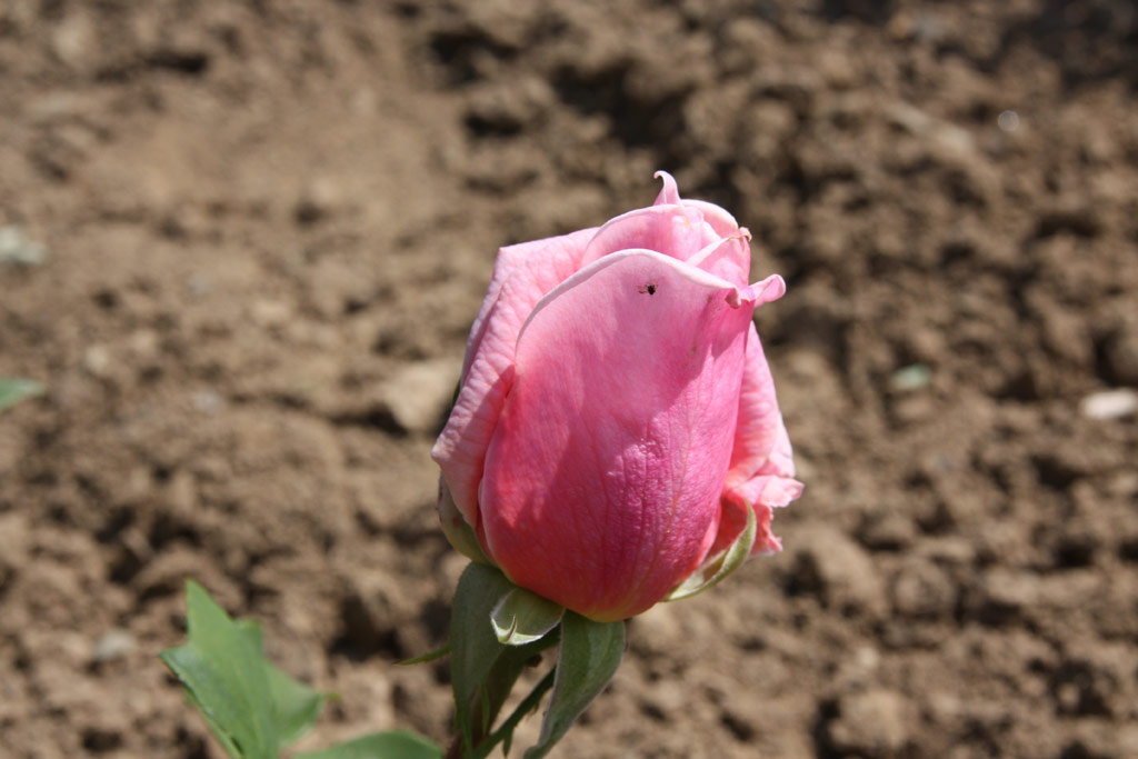 růže Mc Gredys Pink