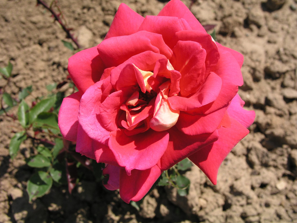 růže Mc Gredys Triumph