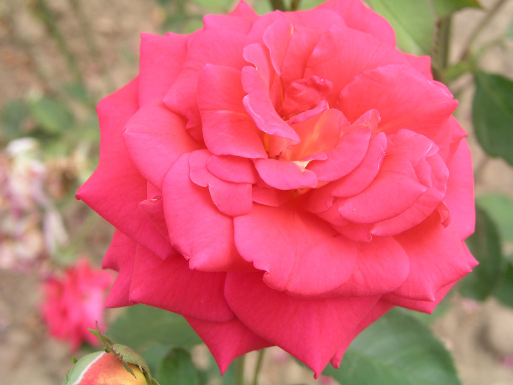 růže Mc Gredys Triumph