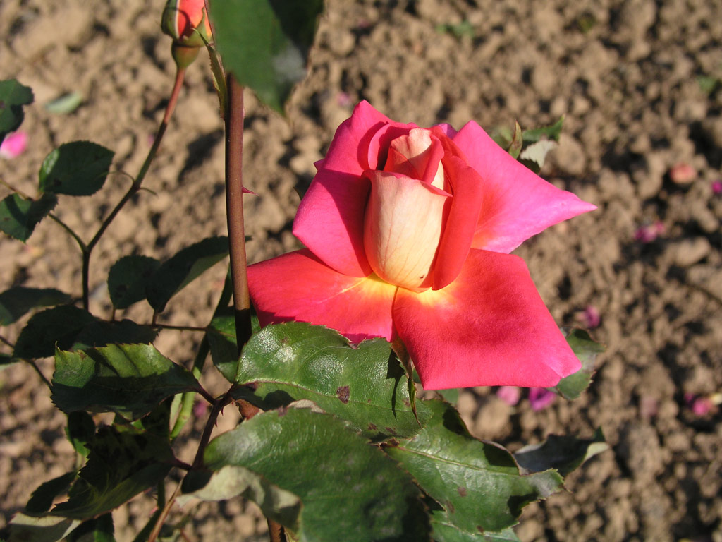 růže Mc Gredys Triumph