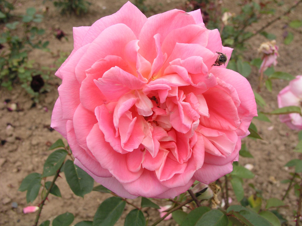 růže Mc Gredys Triumph