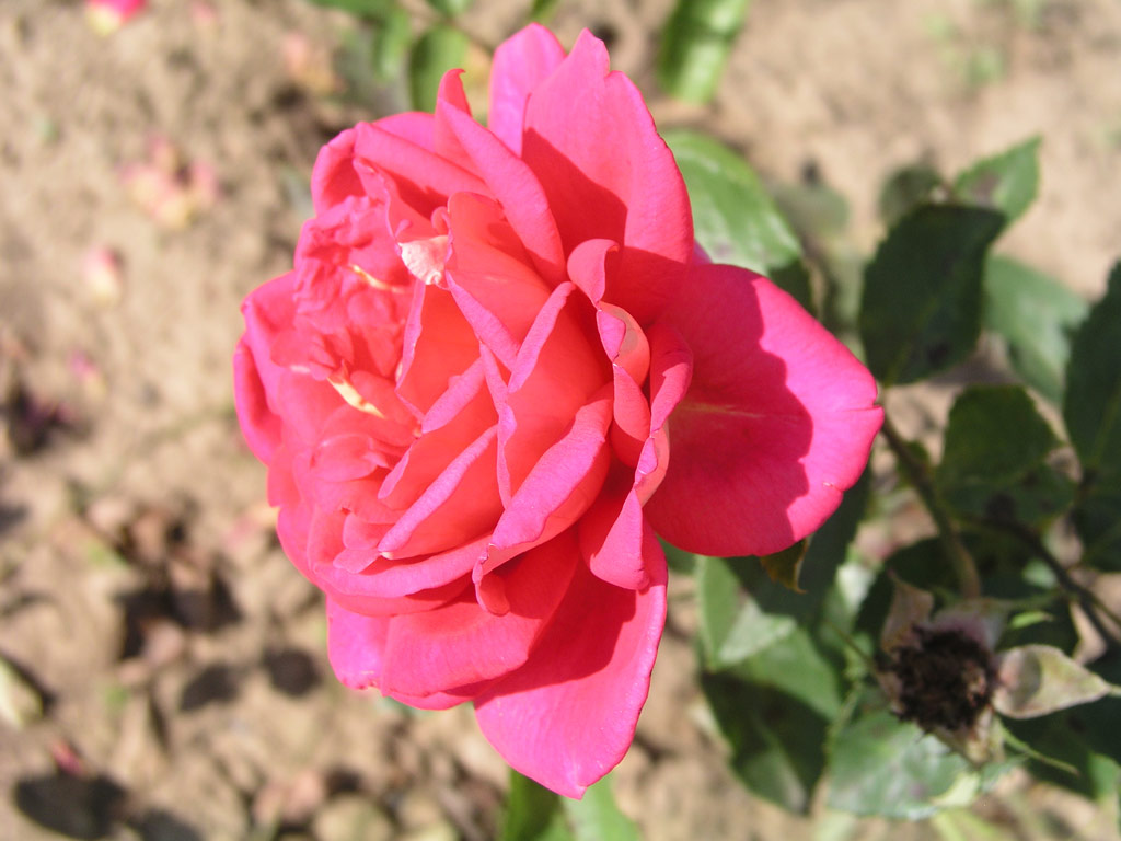 růže Mc Gredys Triumph