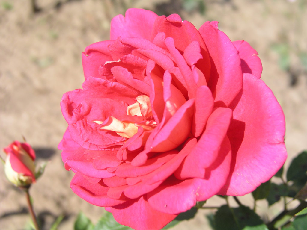 růže Mc Gredys Triumph