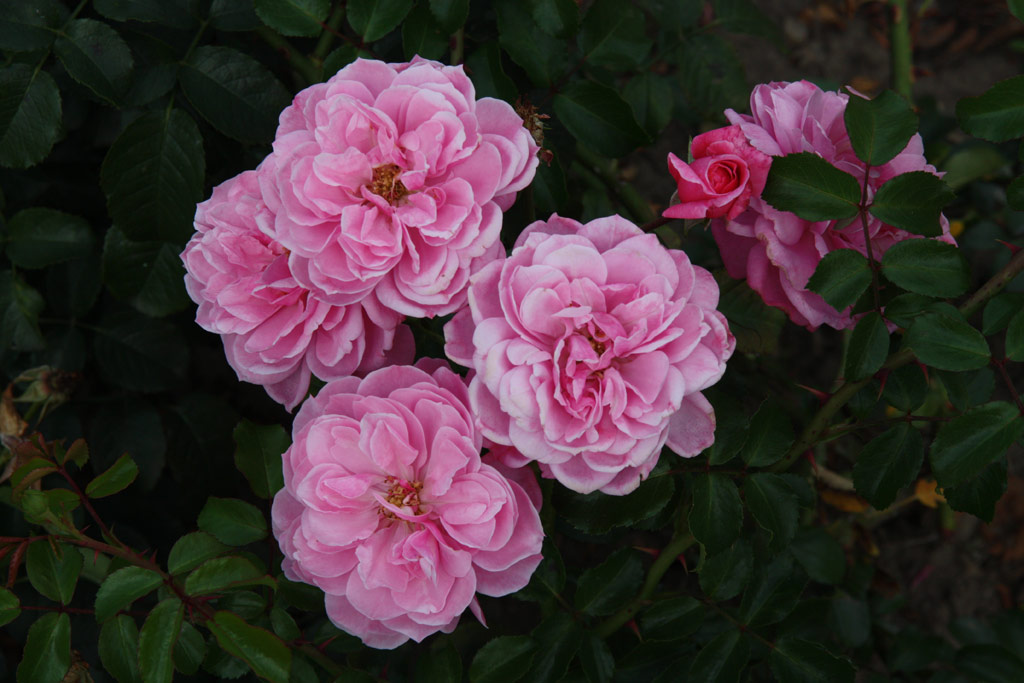 růže Medusa (Troja)