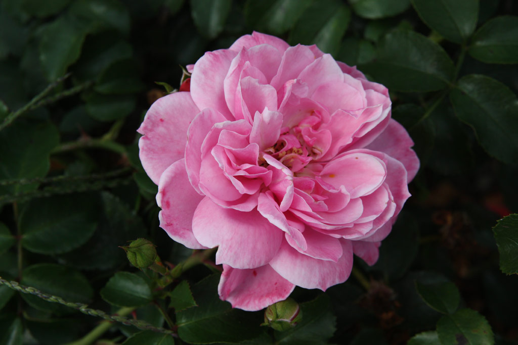 růže Medusa (Troja)