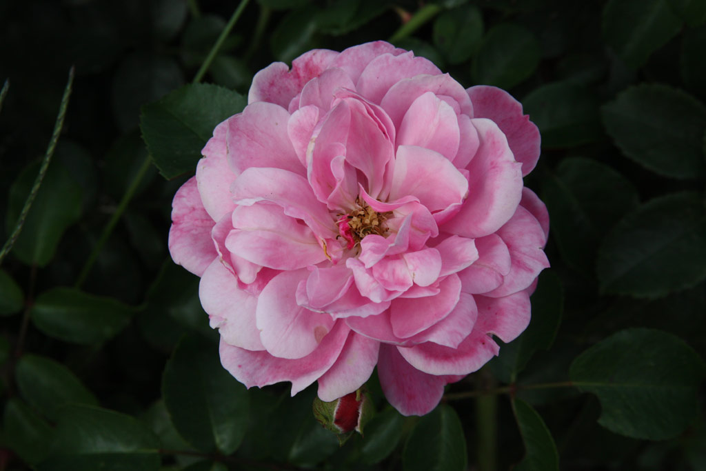 růže Medusa (Troja)