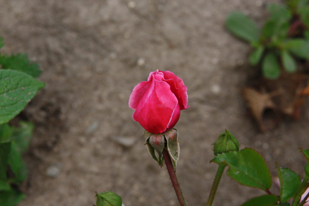 růže Medusa (Troja)