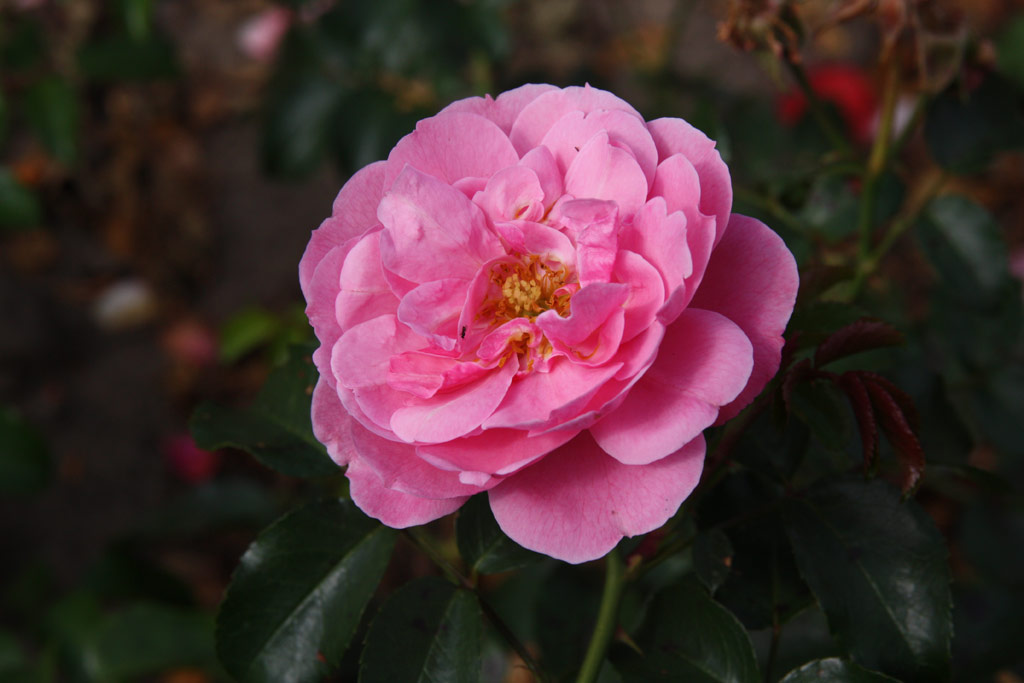 růže Medusa (Troja)