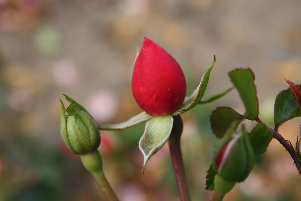 růže Medusa (Troja)