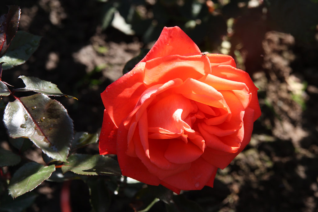 růže Melodie (GPG)