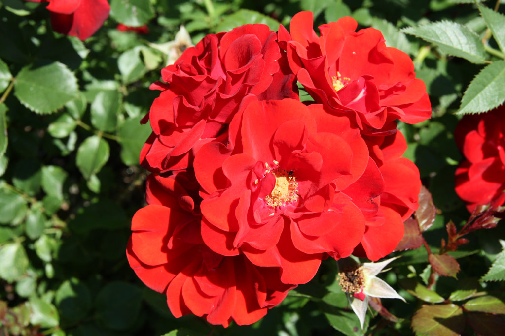 růže Melodie (Noack)