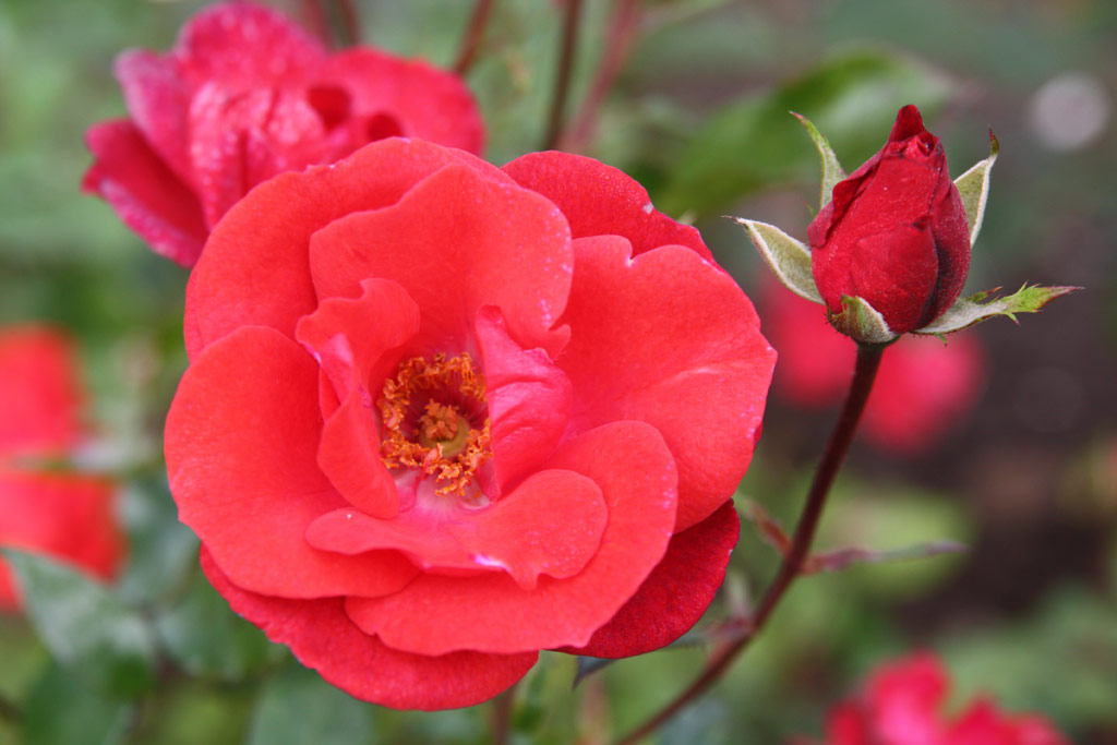 růže Mephisto (Mallerin)