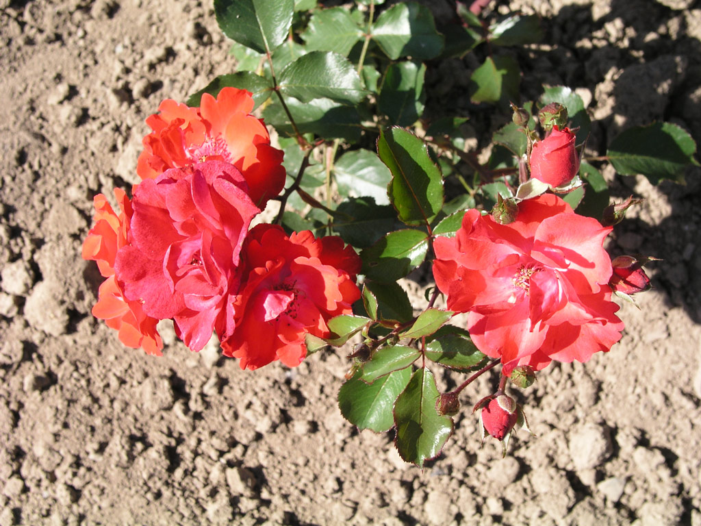 růže Mephisto (Mallerin)