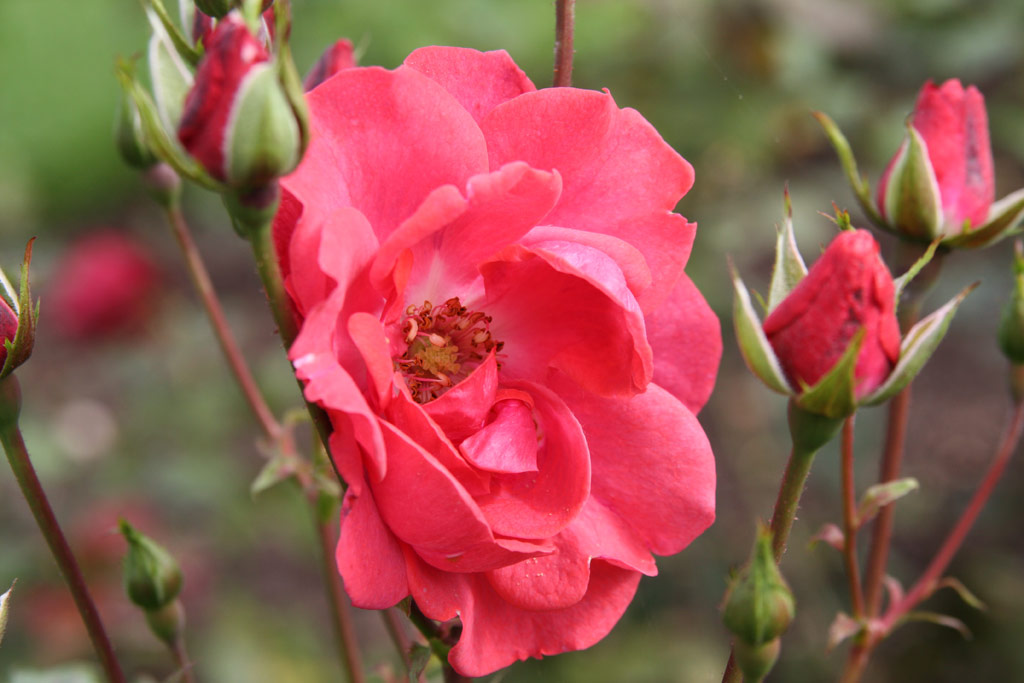 růže Mephisto (Mallerin)