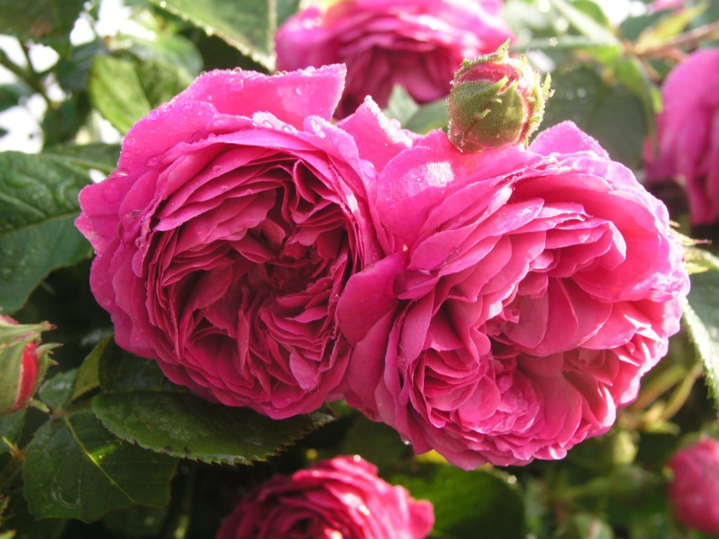 růže Mercedes (Guillot)