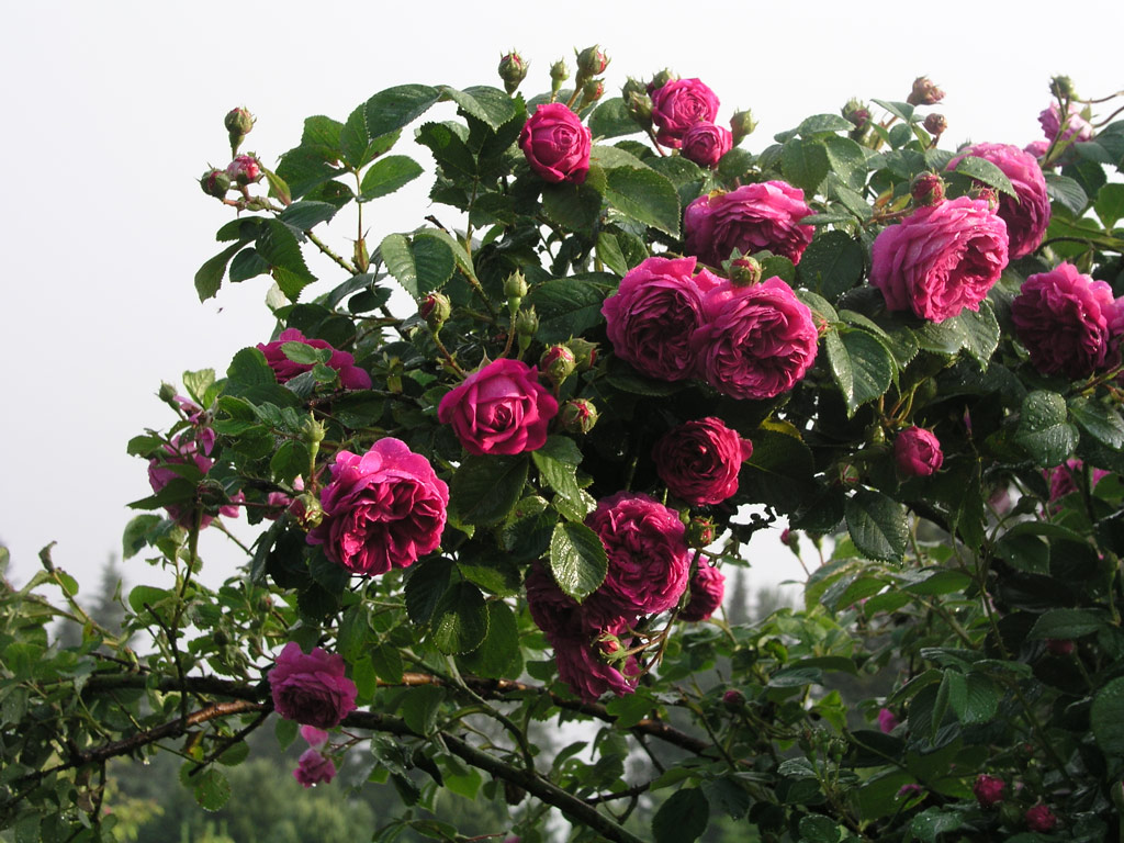 růže Mercedes (Guillot)