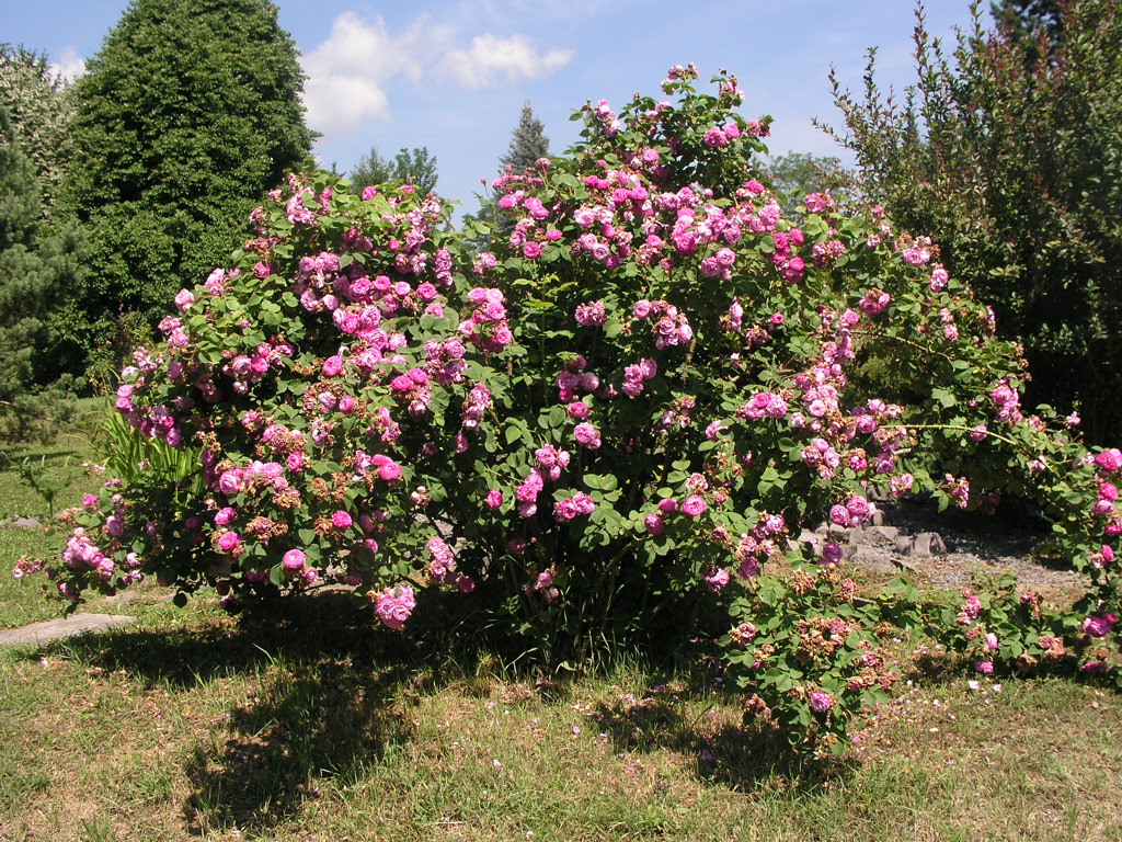 růže Mercedes (Guillot)