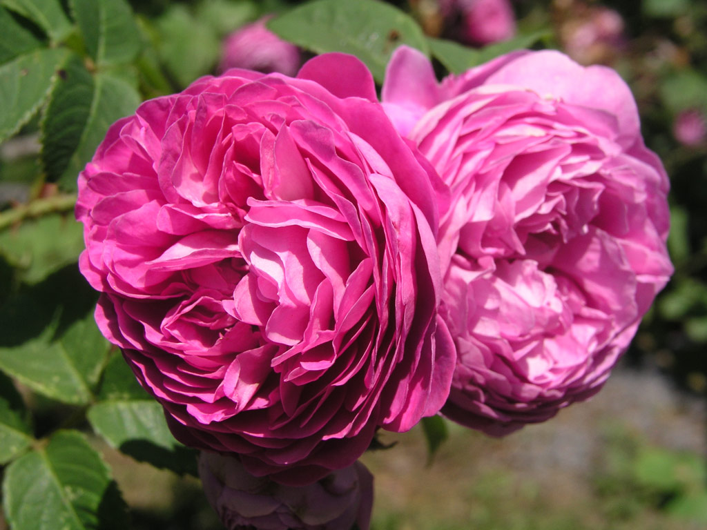 růže Mercedes (Guillot)