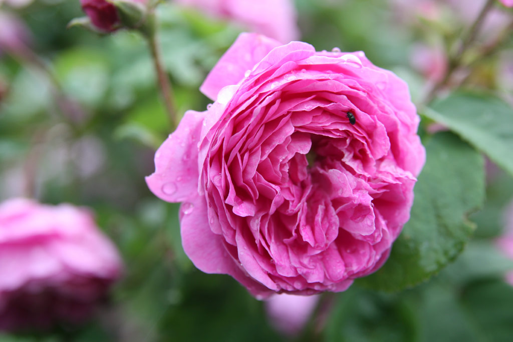 růže Mercedes (Guillot)