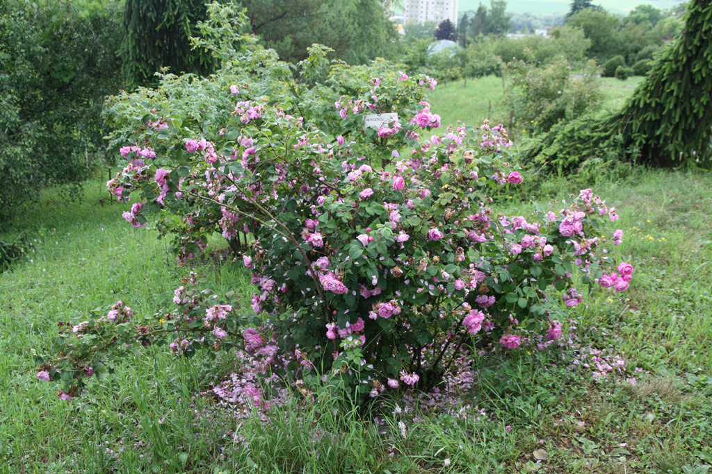 růže Mercedes (Guillot)