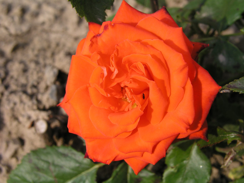 růže Mercedes (Kordes)