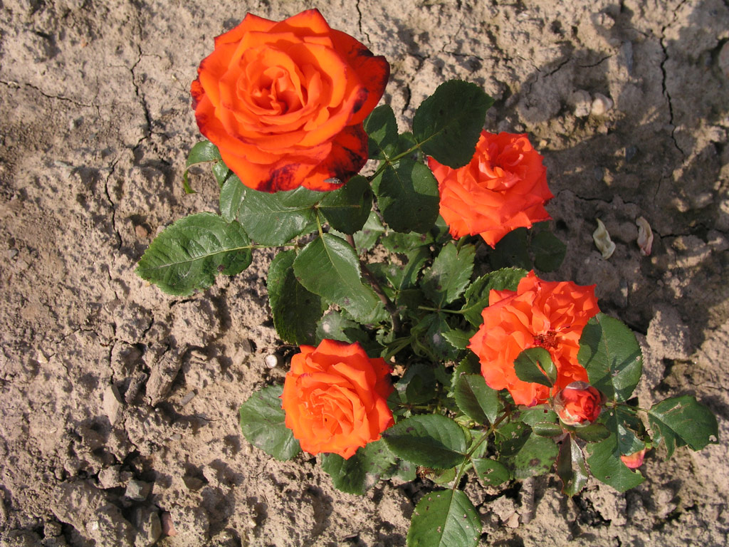 růže Mercedes (Kordes)