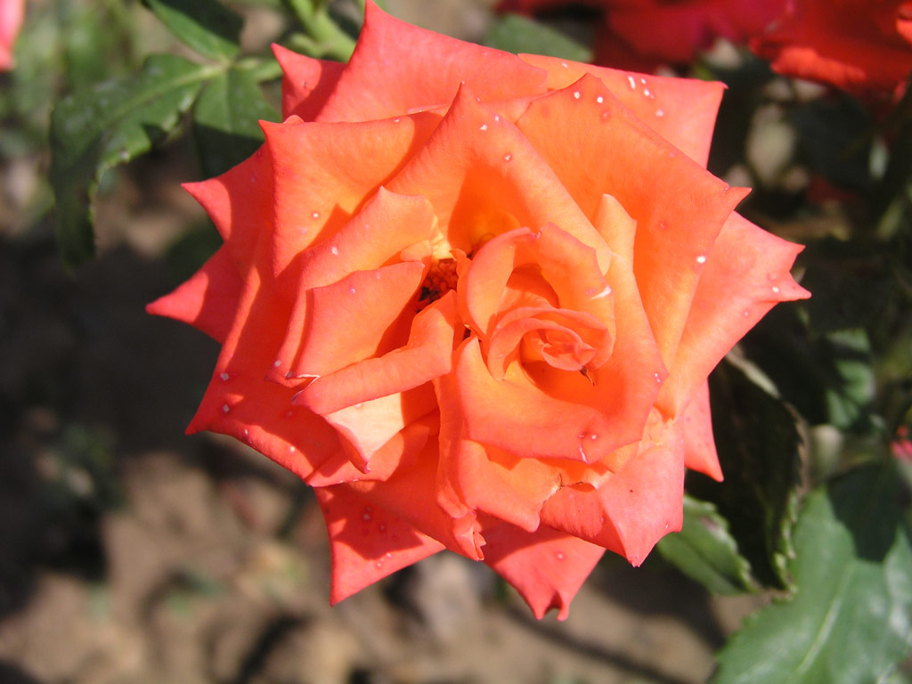 růže Mercedes (Kordes)