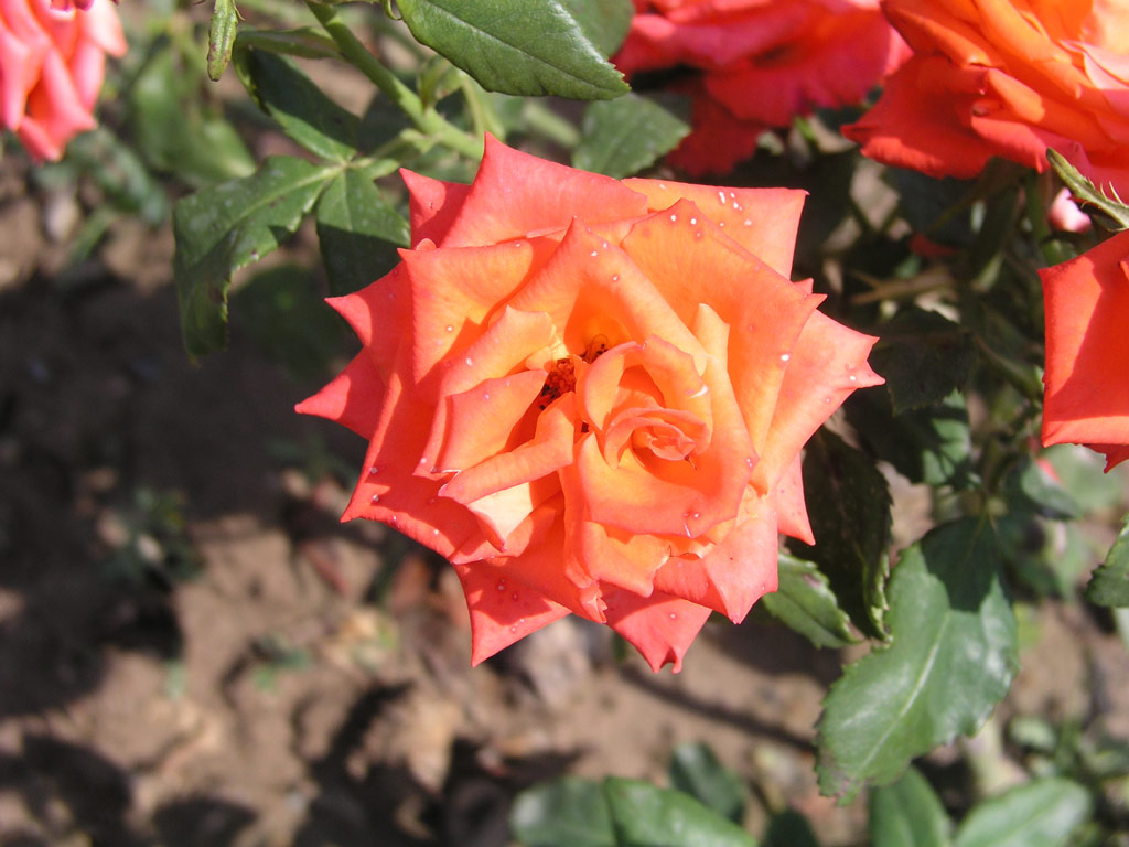 růže Mercedes (Kordes)