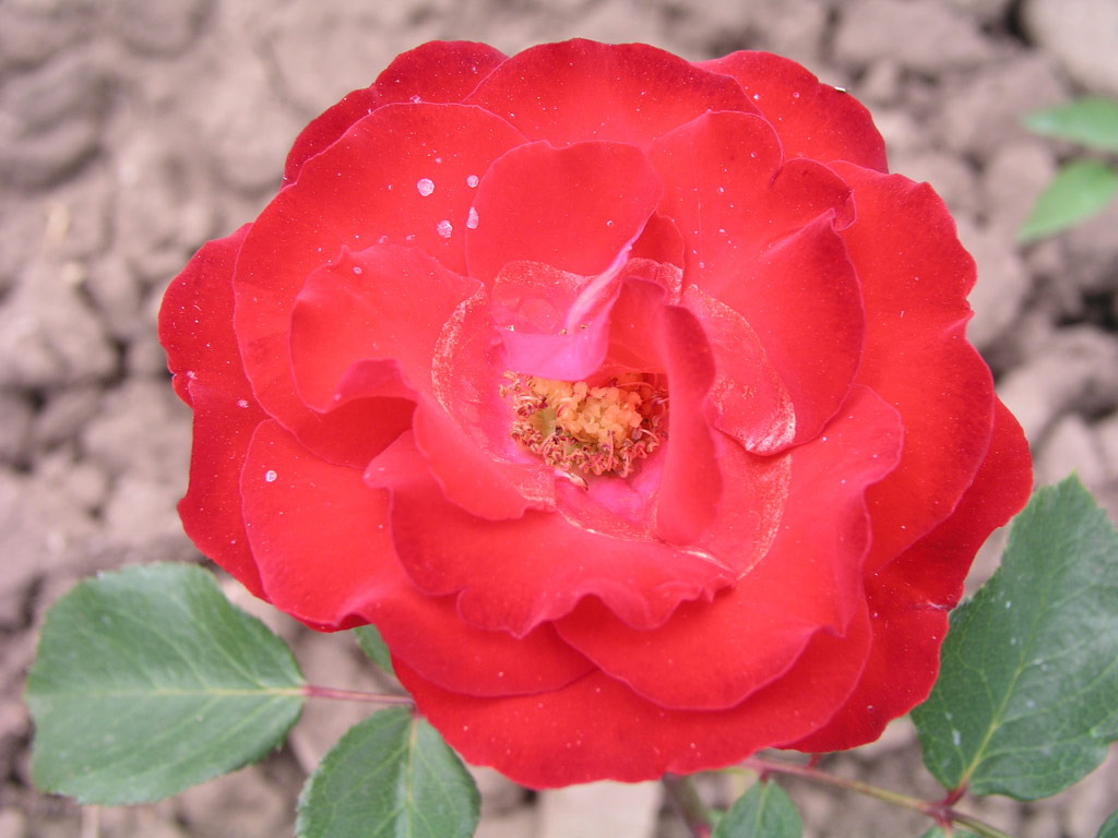 růže Mercedes (Kordes)