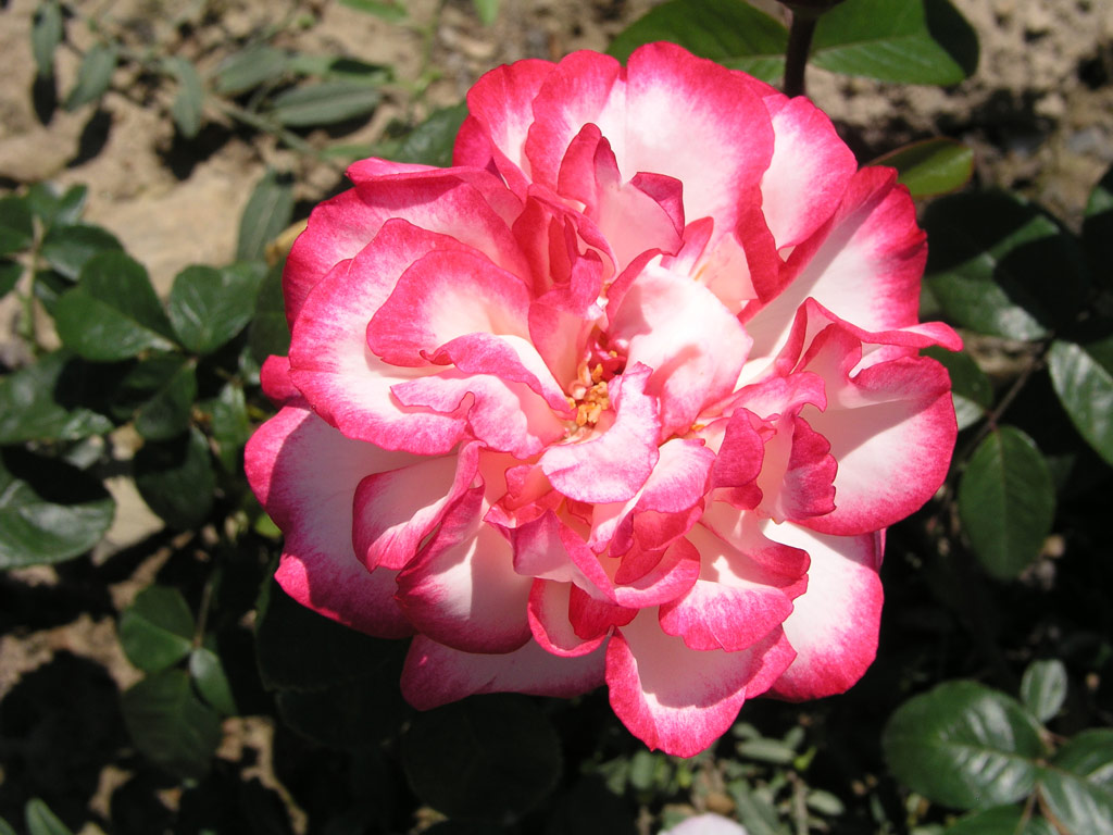 růže Mercedes Mendoza