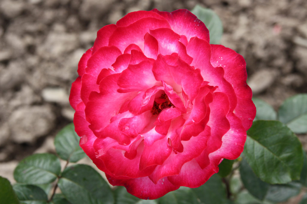 růže Mercedes Mendoza