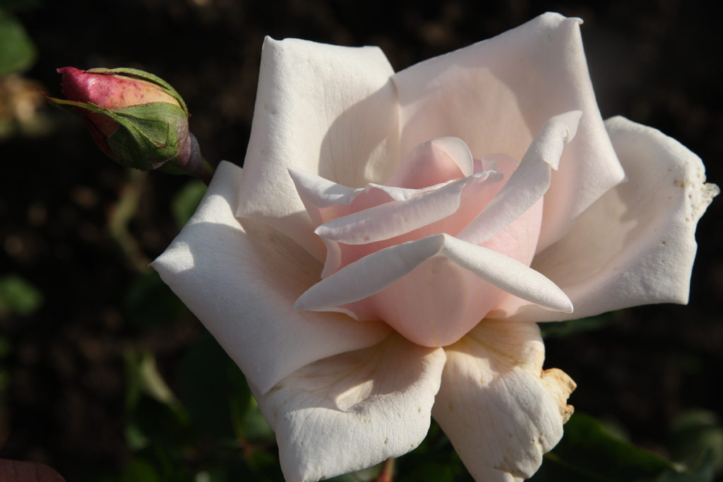 růže Mevrouw A. del Court van Krimpen