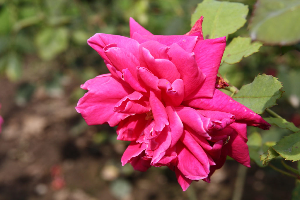 růže Mevrouw Cremer