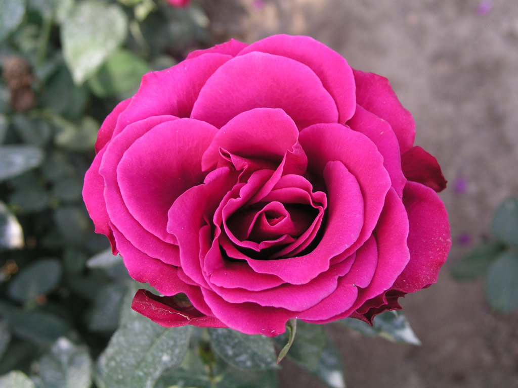 růže Milano (Rosice)