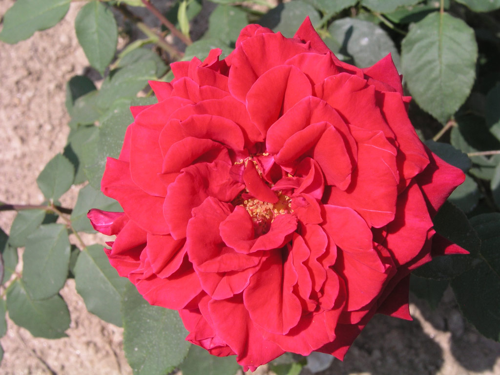 růže Mildred Scheel