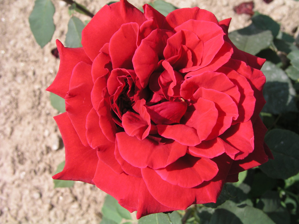 růže Mildred Scheel